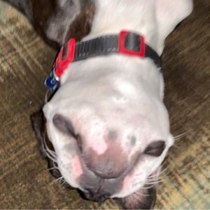 Meet your Posher, Luna